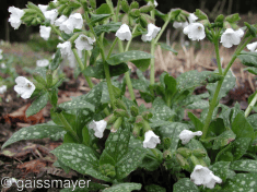 Des images de diff�rentes plantes